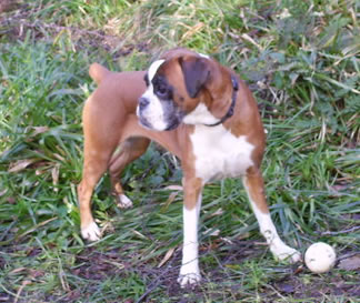 Rosie in the woods