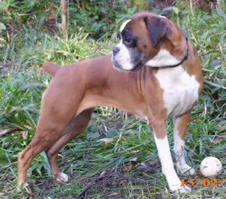 Rosie also in woods