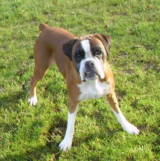 Rosie playing in the field