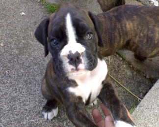 A puppy Betty
