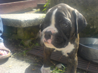 Betty the puppy