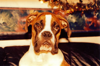 Jase at chrimbo 2