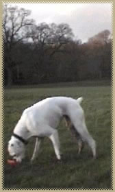 Lily snuffing at something