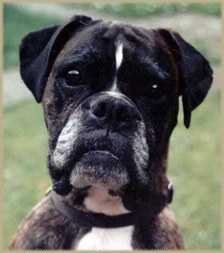 Lottie dog