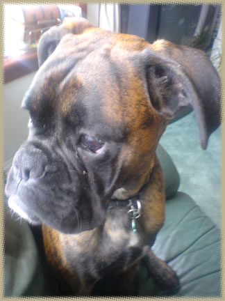 Murphy's coupin