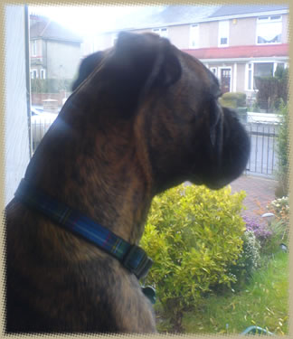 Murphy looking out window