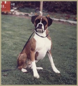 Poppy 1980