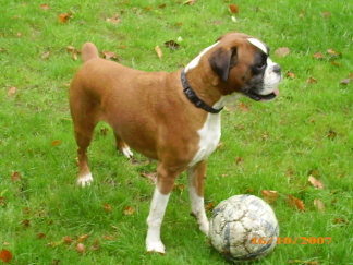 Rosie with a ball