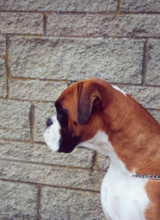 Rosie about a year old