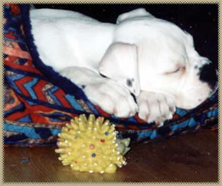 Sleepy Lily pup