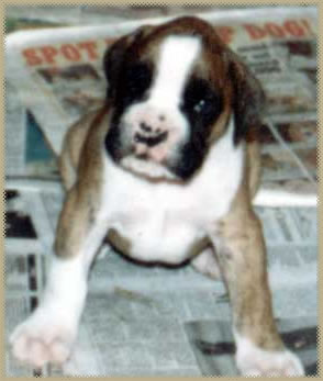 Jason the puppy